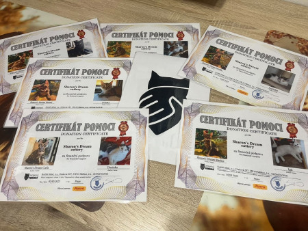 Pomáháme opuštěným kočičkám